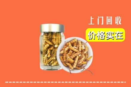 金安区回收散虫草
